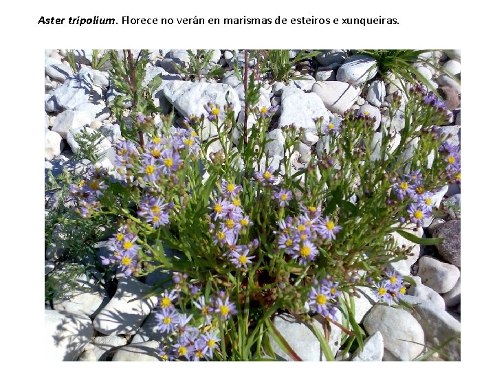 Aster tripolium. Florece no verán en marismas de esteiros e xunqueiras. 