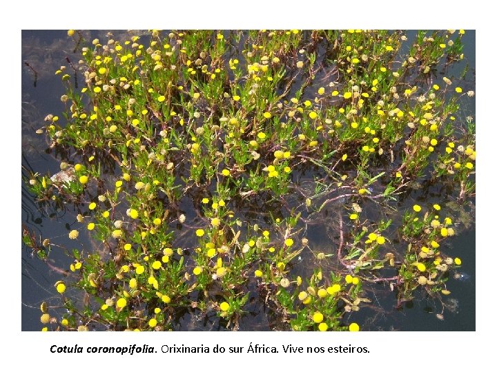 Cotula coronopifolia. Orixinaria do sur África. Vive nos esteiros. 