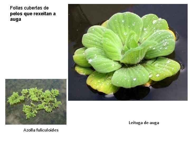 Follas cubertas de pelos que rexeitan a auga Leituga de auga Azolla fuliculoides 