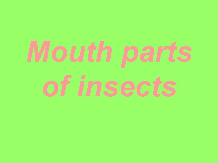 Mouth parts of insects 