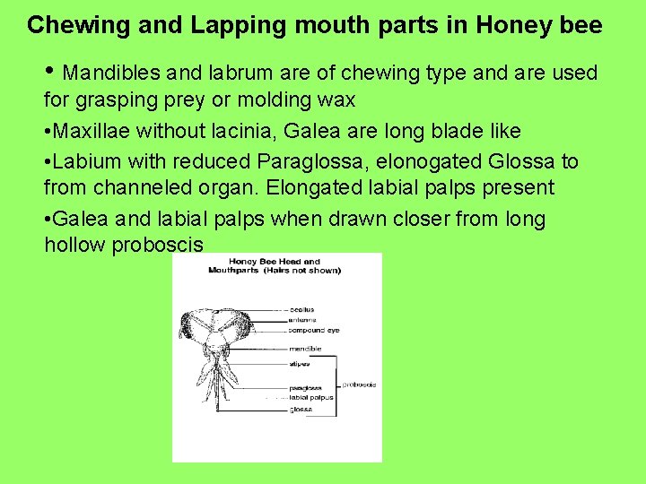 Chewing and Lapping mouth parts in Honey bee • Mandibles and labrum are of