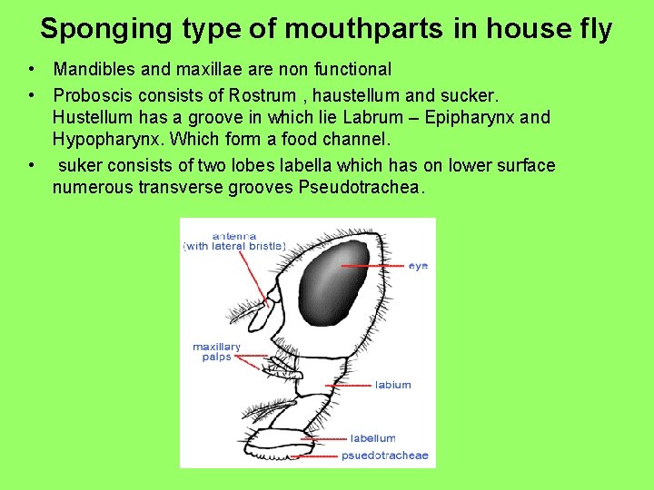 Sponging type of mouthparts in house fly • Mandibles and maxillae are non functional