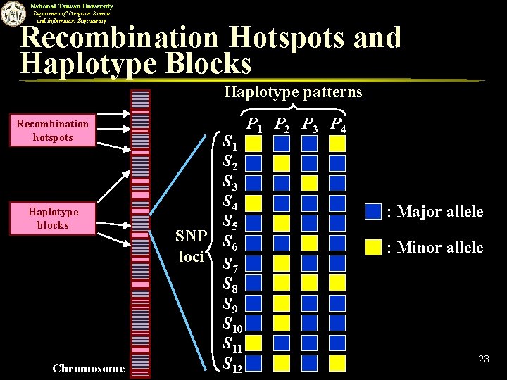 National Taiwan University Department of Computer Science and Information Engineering Recombination Hotspots and Haplotype
