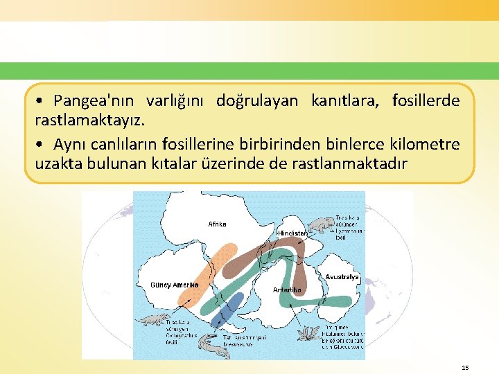  • Pangea'nın varlığını doğrulayan kanıtlara, fosillerde rastlamaktayız. • Aynı canlıların fosillerine birbirinden binlerce