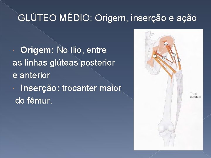 GLÚTEO MÉDIO: Origem, inserção e ação Origem: No ílio, entre as linhas glúteas posterior