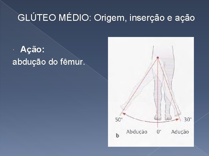 GLÚTEO MÉDIO: Origem, inserção e ação Ação: abdução do fêmur. 