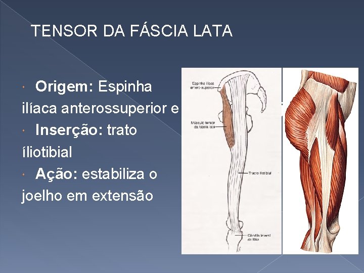 TENSOR DA FÁSCIA LATA Origem: Espinha ilíaca anterossuperior e crista ilíaca adjacente Inserção: trato