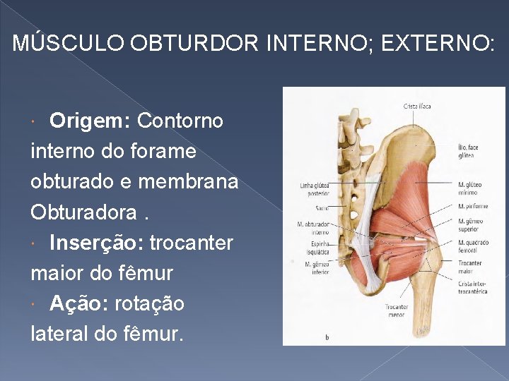 MÚSCULO OBTURDOR INTERNO; EXTERNO: Origem: Contorno interno do forame obturado e membrana Obturadora. Inserção: