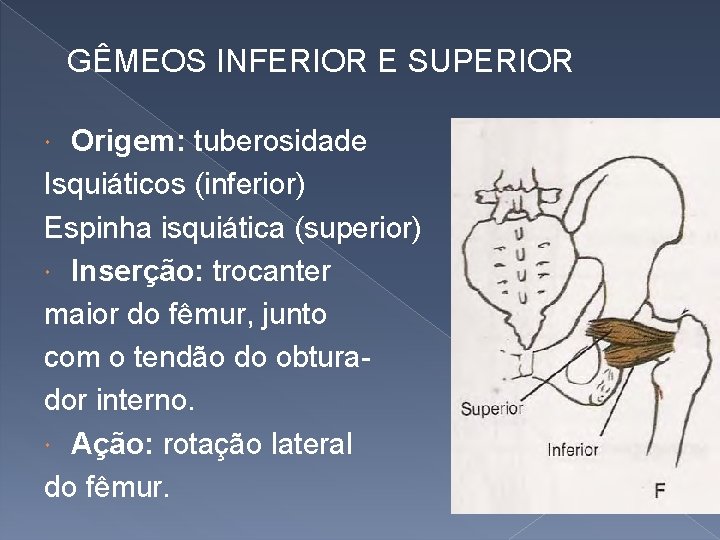 GÊMEOS INFERIOR E SUPERIOR Origem: tuberosidade Isquiáticos (inferior) Espinha isquiática (superior) Inserção: trocanter maior