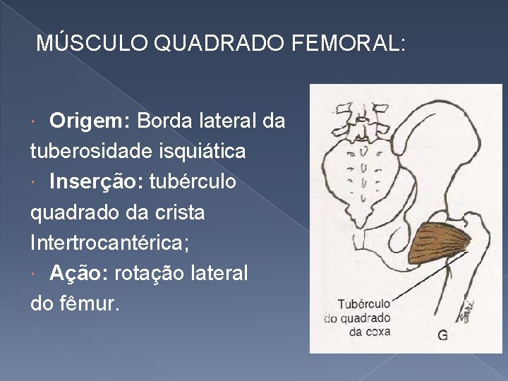 MÚSCULO QUADRADO FEMORAL: Origem: Borda lateral da tuberosidade isquiática Inserção: tubérculo quadrado da crista