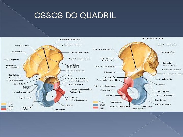 OSSOS DO QUADRIL 