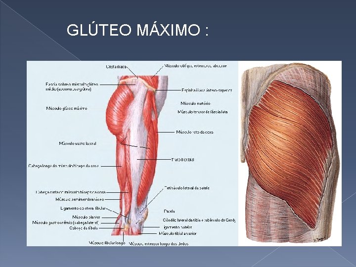 GLÚTEO MÁXIMO : 