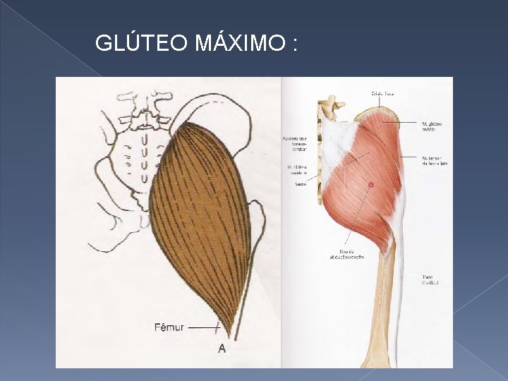 GLÚTEO MÁXIMO : 