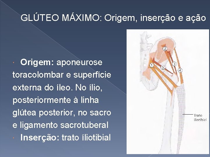 GLÚTEO MÁXIMO: Origem, inserção e ação Origem: aponeurose toracolombar e superfície externa do íleo.