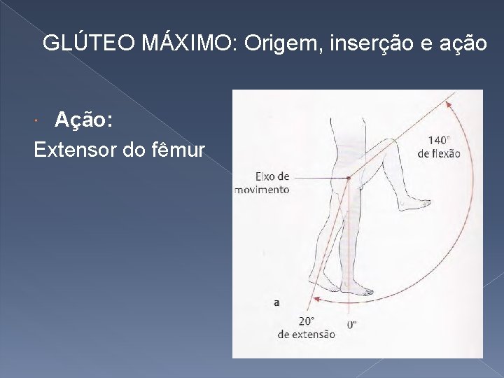 GLÚTEO MÁXIMO: Origem, inserção e ação Ação: Extensor do fêmur 