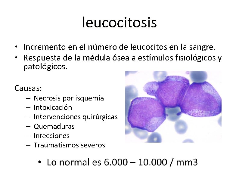 leucocitosis • Incremento en el número de leucocitos en la sangre. • Respuesta de