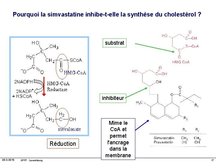 Pourquoi la simvastatine inhibe-t-elle la synthèse du cholestérol ? substrat inhibiteur Réduction 25 -2
