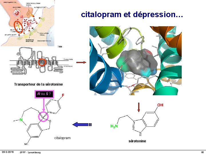 citalopram et dépression… Transporteur de la sérotonine R ou S ? citalopram 25 -2