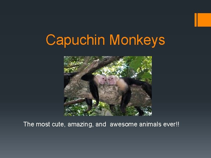 Capuchin Monkeys The most cute, amazing, and awesome animals ever!! 