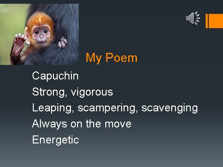 My Poem Capuchin Strong, vigorous Leaping, scampering, scavenging Always on the move Energetic 