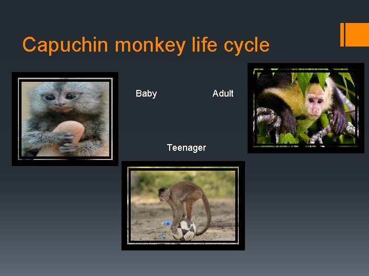 Capuchin monkey life cycle Baby Adult Teenager 