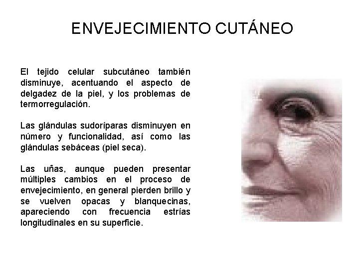 ENVEJECIMIENTO CUTÁNEO El tejido celular subcutáneo también disminuye, acentuando el aspecto de delgadez de ENVEJECIMIENTO CUTÁNEO El tejido celular subcutáneo también disminuye, acentuando el aspecto de delgadez de
