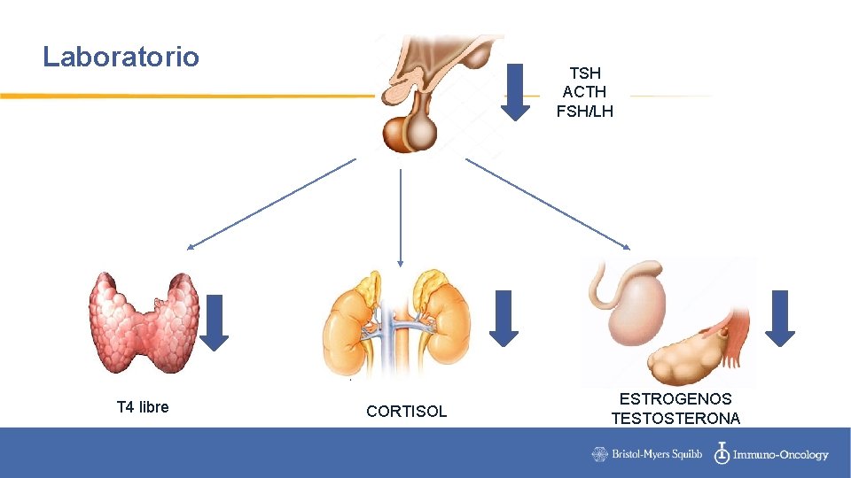 Laboratorio T 4 libre TSH ACTH FSH/LH CORTISOL ESTROGENOS TESTOSTERONA 
