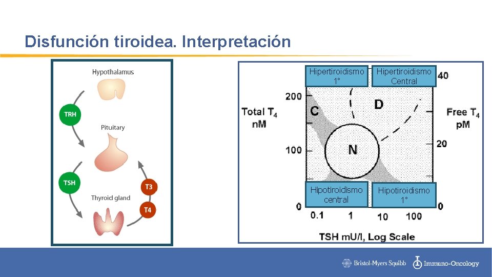 Disfunción tiroidea. Interpretación Hipertiroidismo 1° Hipertiroidismo Central Hipotiroidismo central Hipotiroidismo 1° 