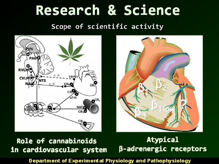 Research & Science Scope of scientific activity β 1 β 2 β 1 low