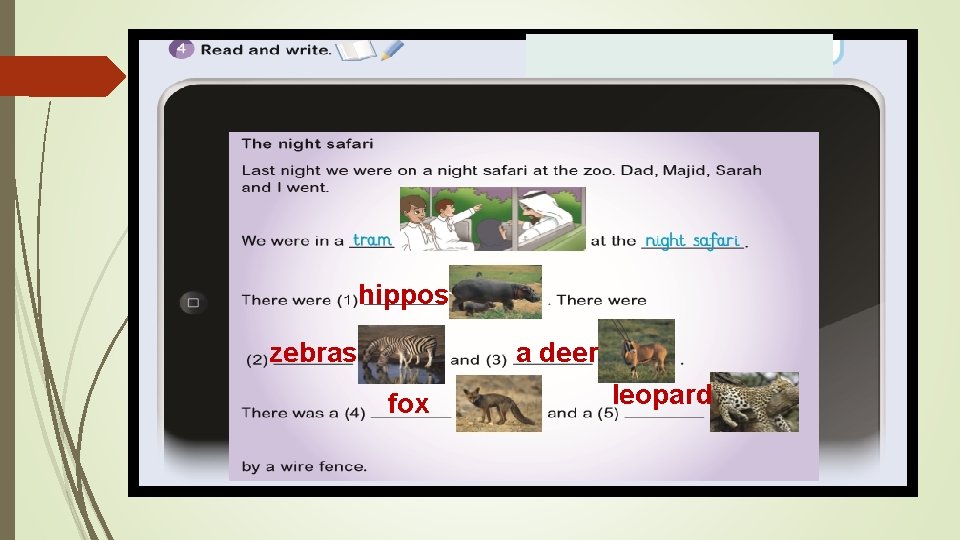 hippos zebras a deer fox leopard 