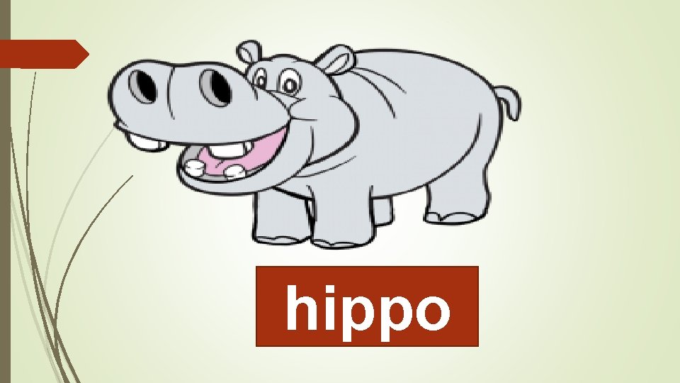 hippo 