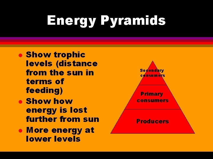 Energy Pyramids l l l Show trophic levels (distance from the sun in terms
