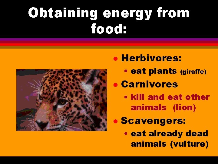 Obtaining energy from food: l Herbivores: • eat plants l (giraffe) Carnivores • kill