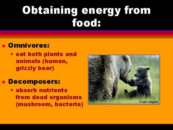 Obtaining energy from food: l Omnivores: • eat both plants and animals (human, grizzly