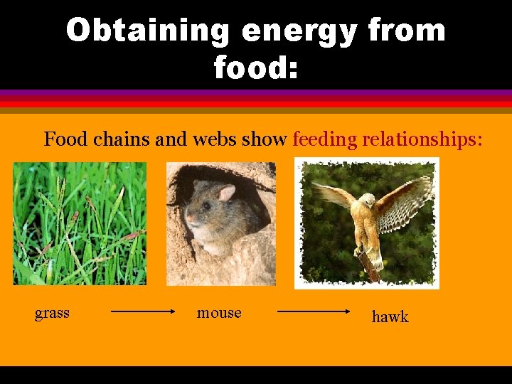 Obtaining energy from food: Food chains and webs show feeding relationships: grass mouse hawk