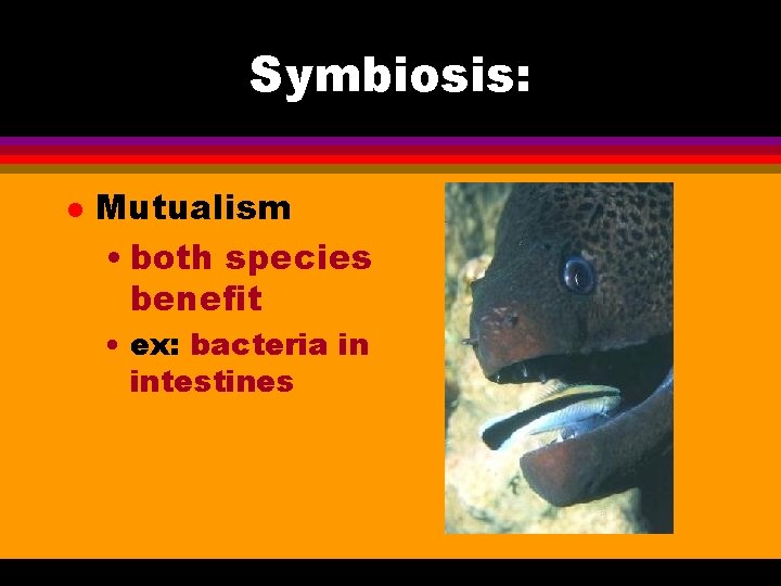 Symbiosis: l Mutualism • both species benefit • ex: bacteria in intestines 