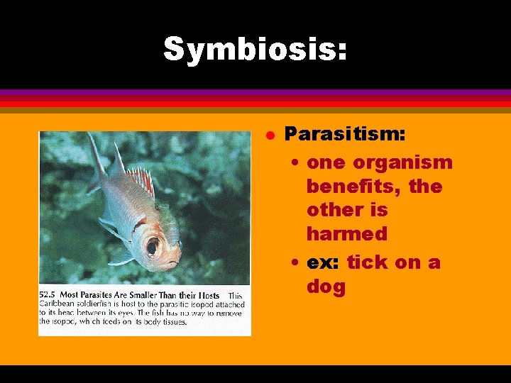 Symbiosis: l Parasitism: • one organism benefits, the other is harmed • ex: tick