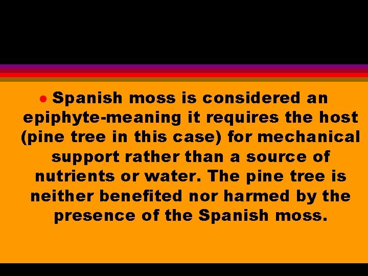 Spanish moss is considered an epiphyte-meaning it requires the host (pine tree in this