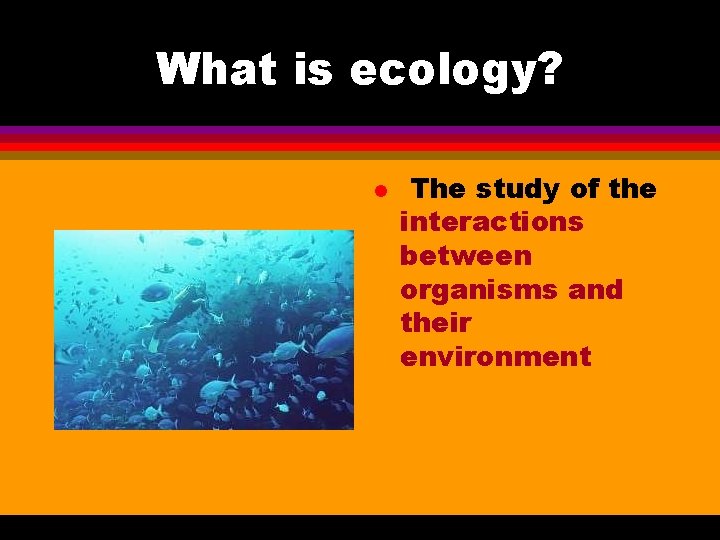 What is ecology? l The study of the interactions between organisms and their environment