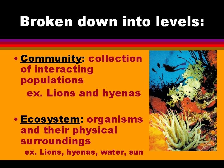 Broken down into levels: • Community: collection of interacting populations ex. Lions and hyenas