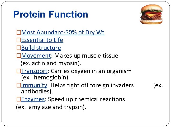 Protein Function �Most Abundant-50% of Dry Wt �Essential to Life �Build structure �Movement: Makes