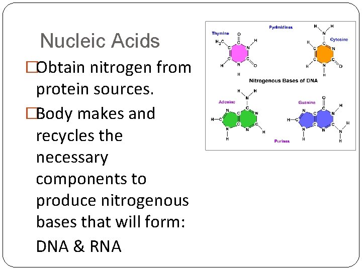 Nucleic Acids �Obtain nitrogen from protein sources. �Body makes and recycles the necessary components