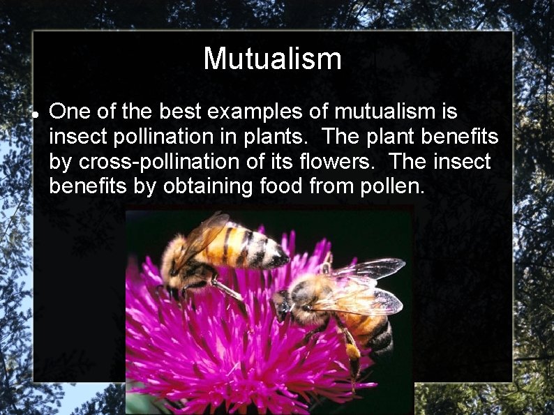 Mutualism One of the best examples of mutualism is insect pollination in plants. The