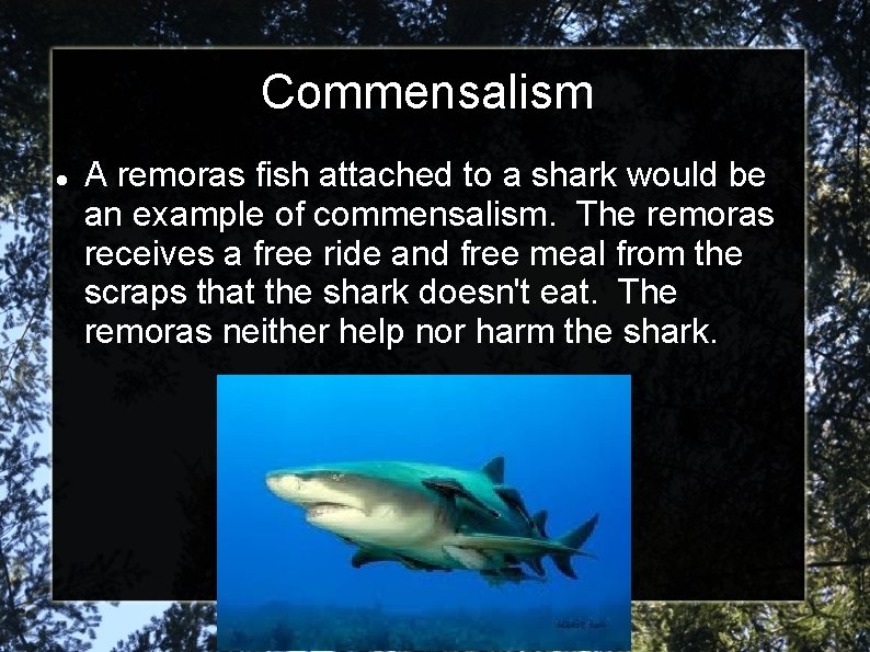 Commensalism A remoras fish attached to a shark would be an example of commensalism.