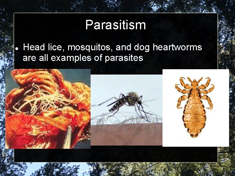 Parasitism Head lice, mosquitos, and dog heartworms are all examples of parasites 