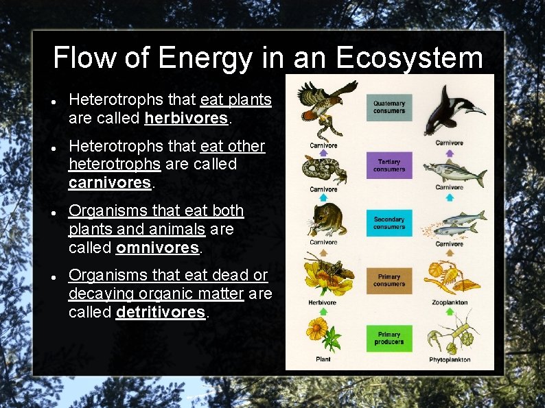 Flow of Energy in an Ecosystem Heterotrophs that eat plants are called herbivores. Heterotrophs