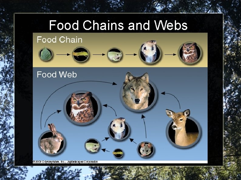 Food Chains and Webs Food Chains and Webs