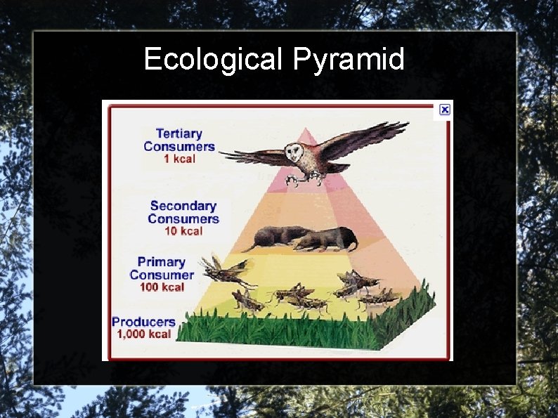 Ecological Pyramid 