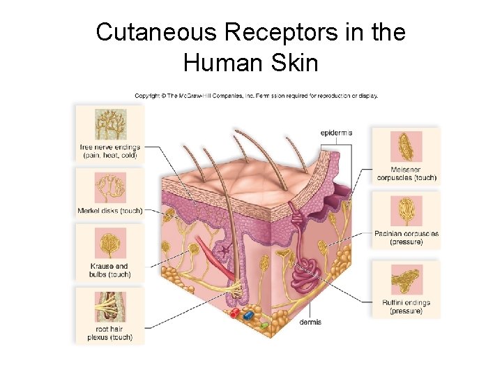 Cutaneous Receptors in the Human Skin 