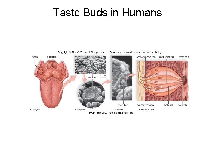 Taste Buds in Humans 
